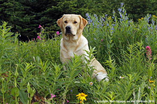 Yellow Labrador Retriever.