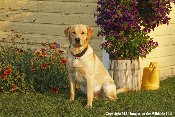 Yellow Labrador Retriever.