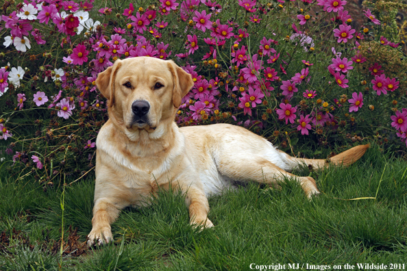 Yellow Labrador Retriever.