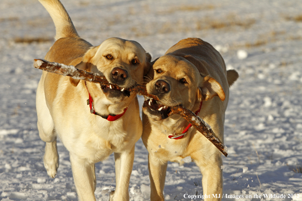 Yellow Labs playing with stick. 
