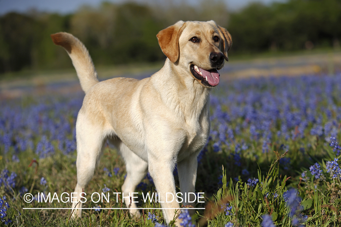 Yellow Labrador Retriever in field of wildflowers.