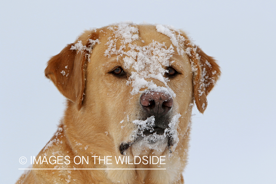 Yellow lab in snow.