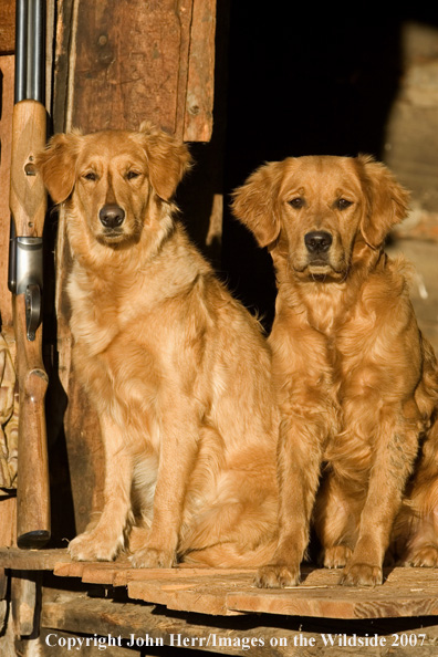 Golden Retrievers in field.