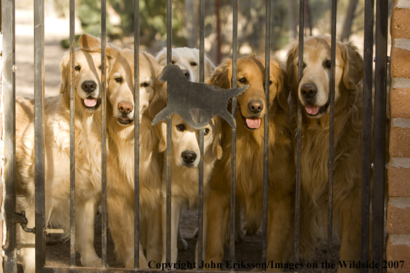 Golden Retrievers 