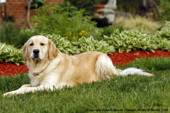 Golden Retriever
