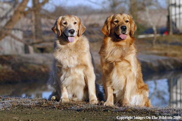 Golden Retrievers