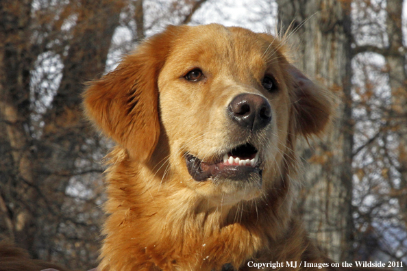 Golden Retriever in winter.
