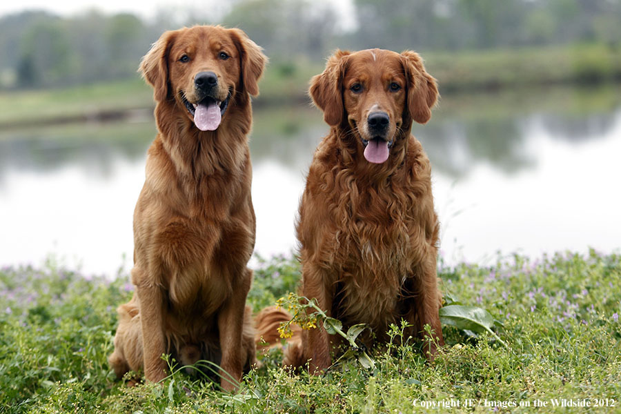 Golden Retrievers
