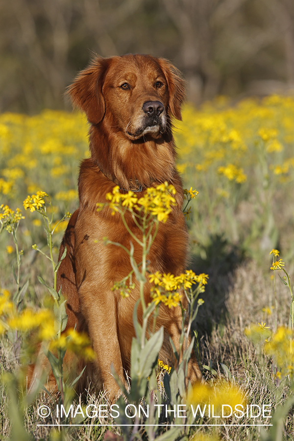 Golden Retriever