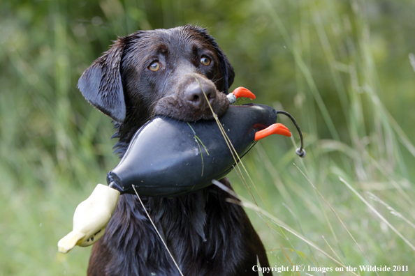 Chocolate Labrador Retriever.