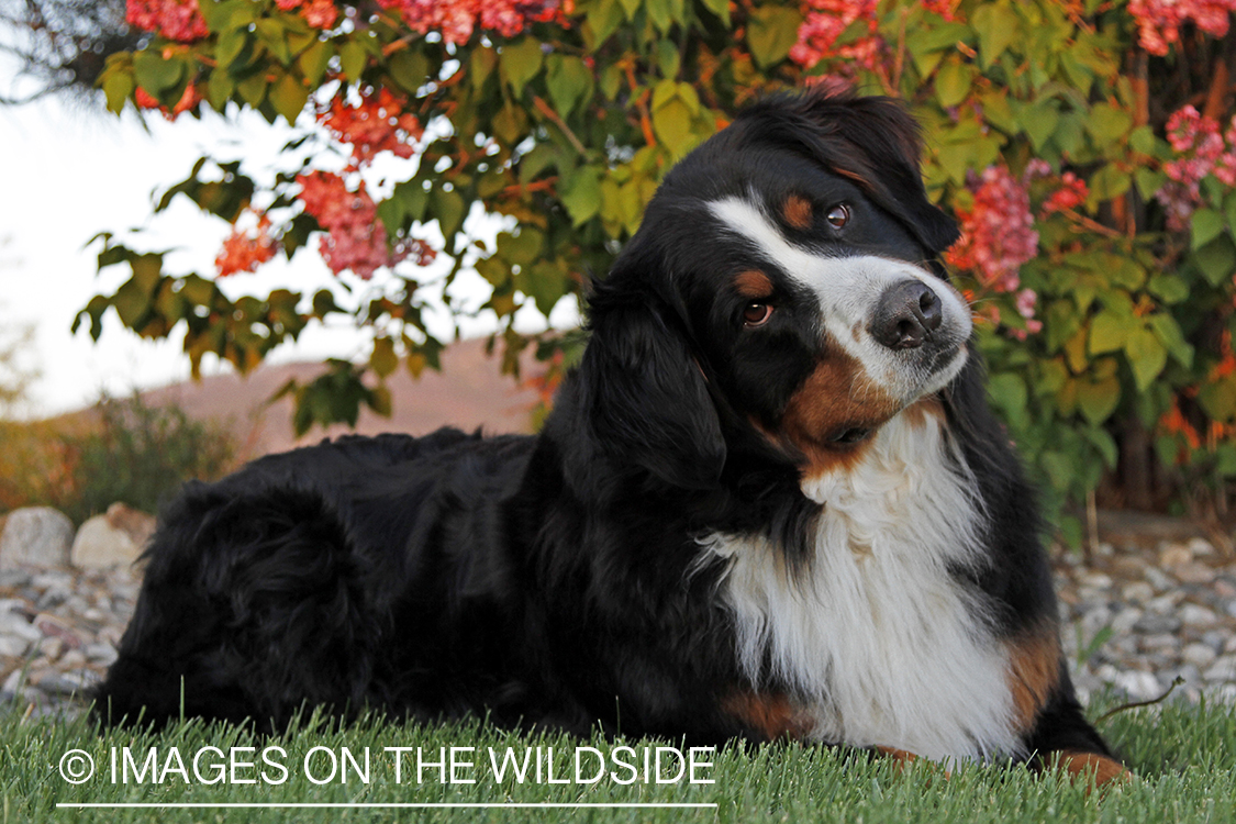 Bernese Mountain Dog