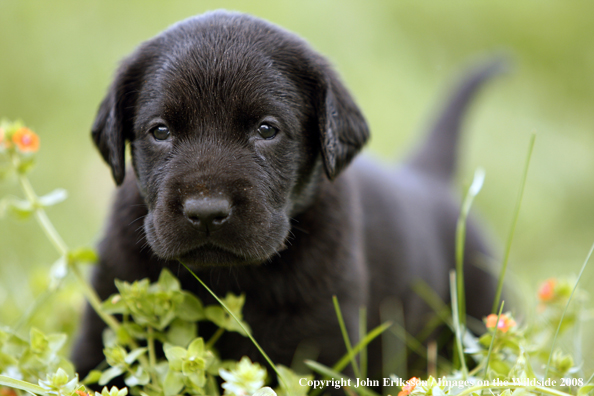 Black Labrador Retriever pup