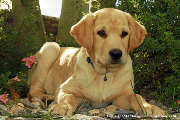 Yellow Labrador Retriever Puppy