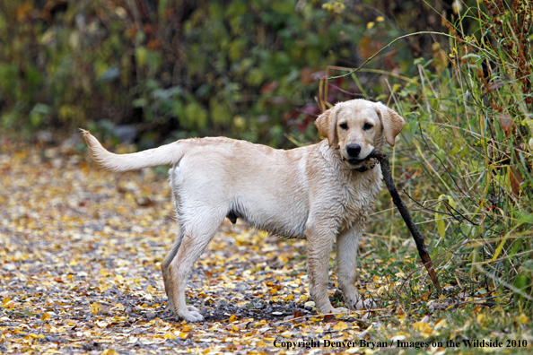 Yellow Labrador Retriever Puppy with stick