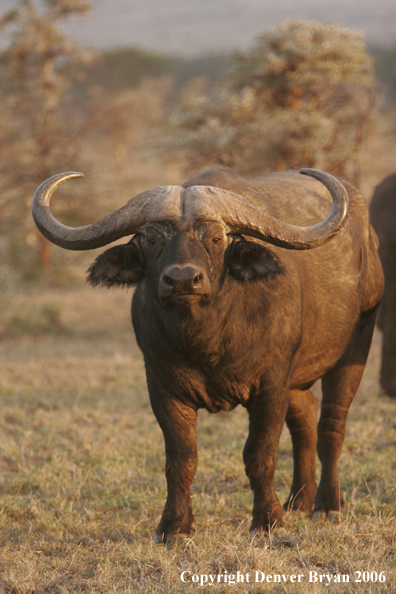 African Cape Buffalo