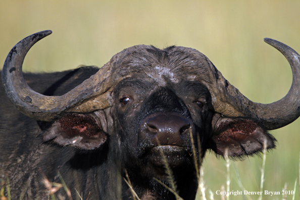 Cape buffalo bull.