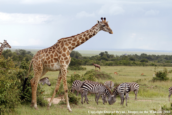 Masai Giraffe with Burchell's Zebra