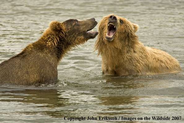 Brown bears fishing