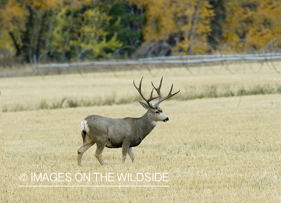 Mule deer in stubble field.