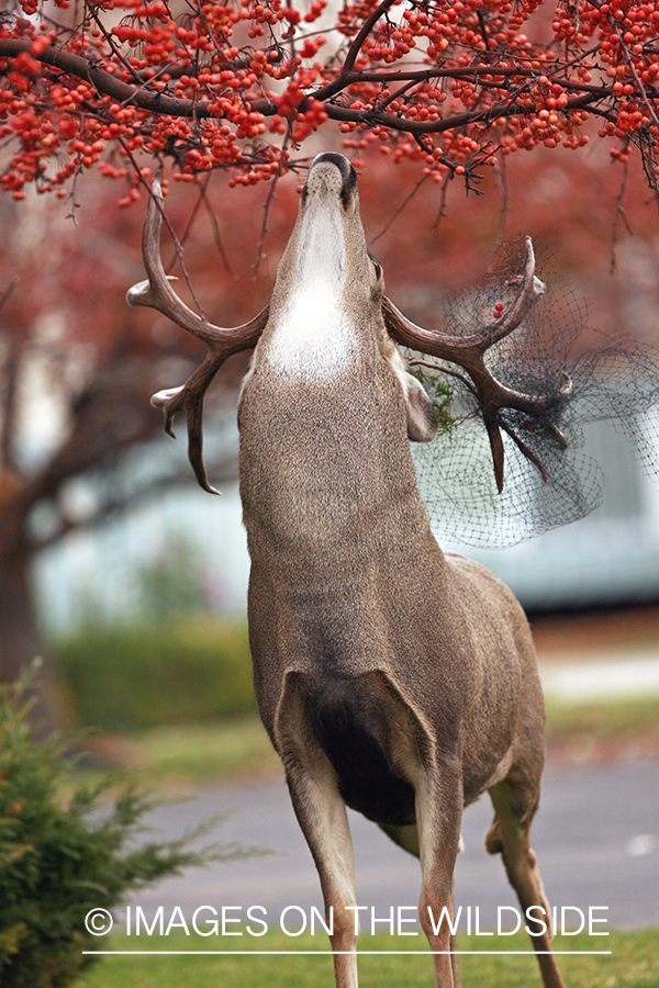 Mule deer in urban setting