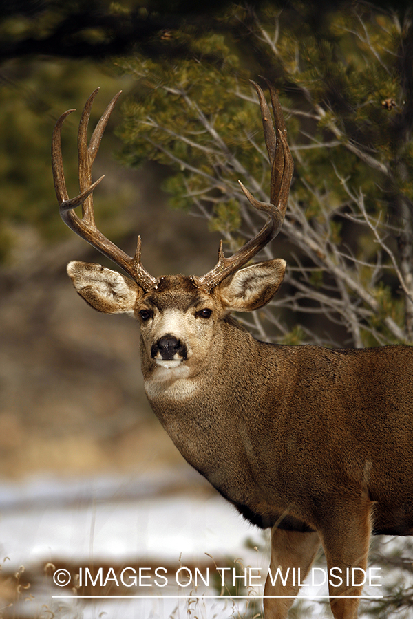 Mule deer 