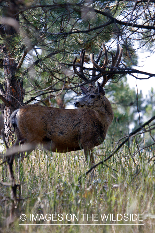 Mule Deer in Habitat