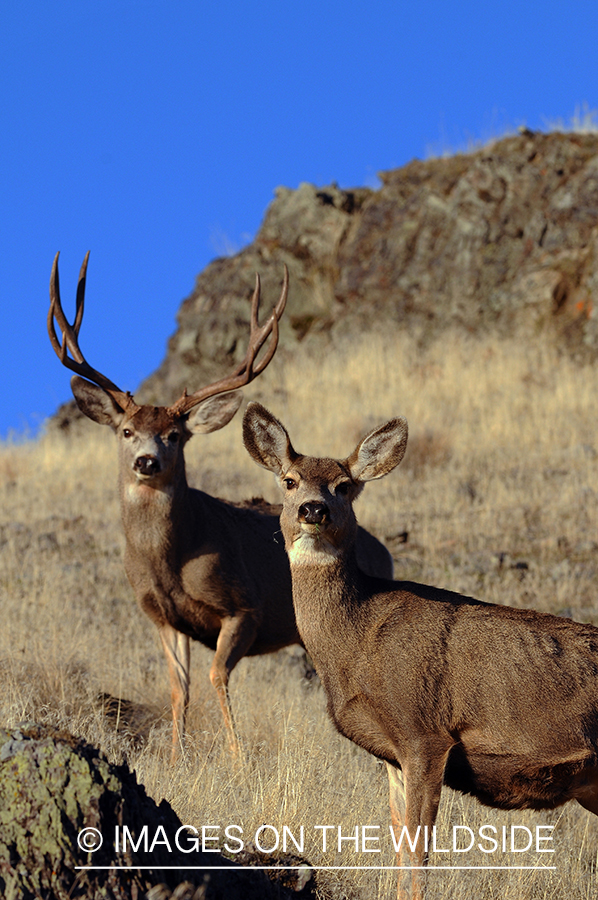 Mule Deer