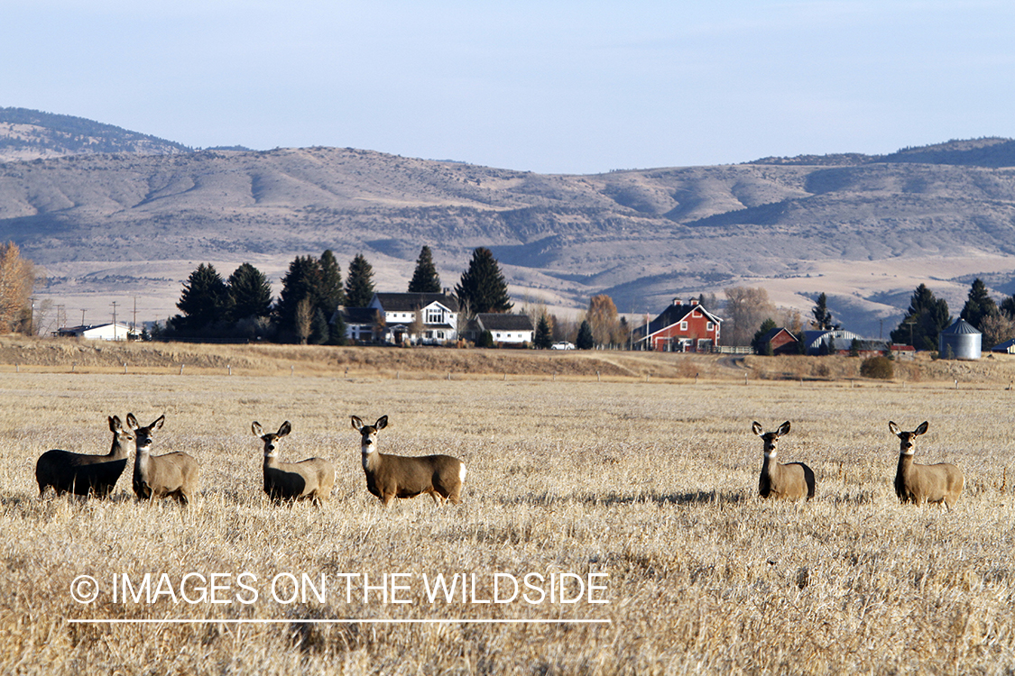 Mule deer in field. 