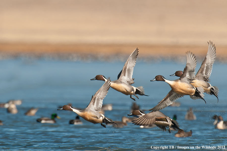 Pintail Ducks in flight.