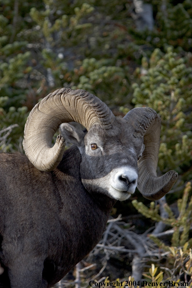 Rocky Mountain bighorn sheep (ram).
