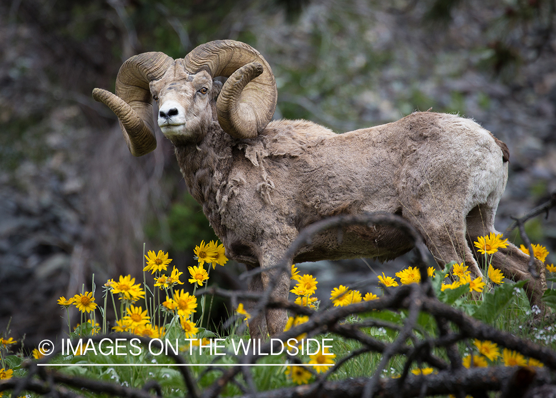 Bighorn sheep ram in field.
