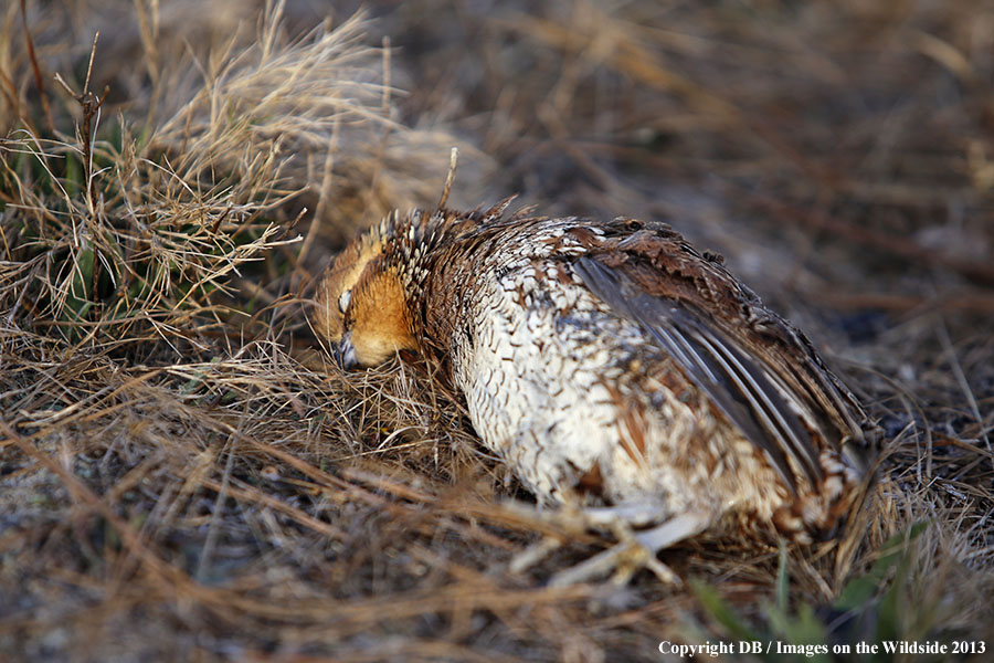 Bagged bobwhite quail.