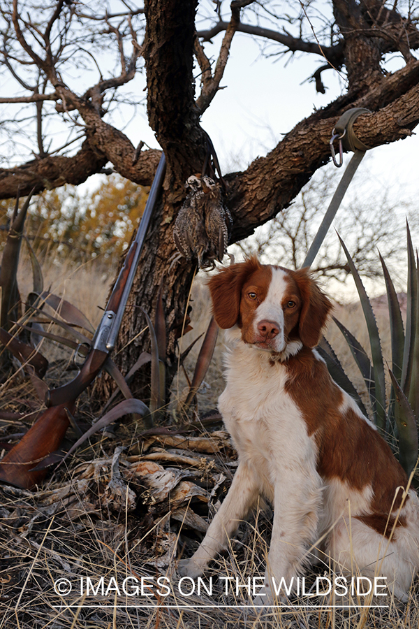 Brittany Spaniel with bagged Mearns quail and shotgun.
