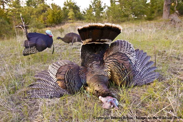 Bagged (Merriam's) Turkey with decoy