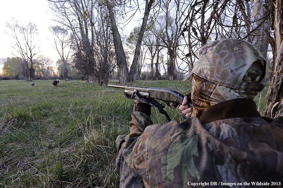 Turkey hunter shooting at gobbler with hen decoy.