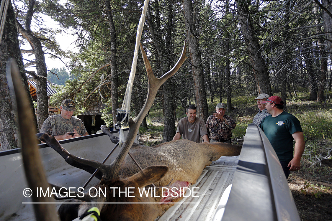 Hunters with bagged Rocky Mountain Elk. 