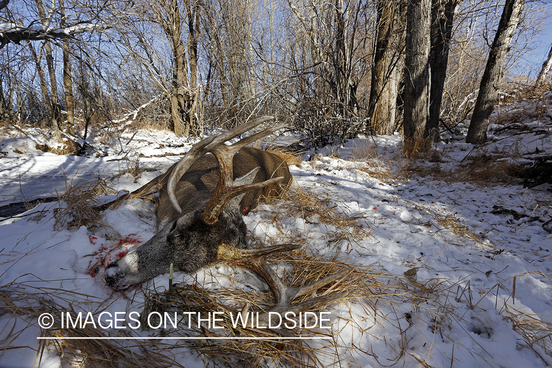Downed white-tailed buck in field.