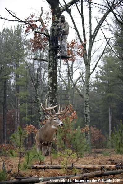 Bowhunting for wite-tailed deer from tree stand.