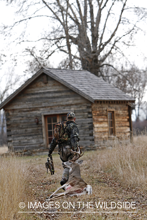 Bowhunter dragging bagged white-tailed buck.