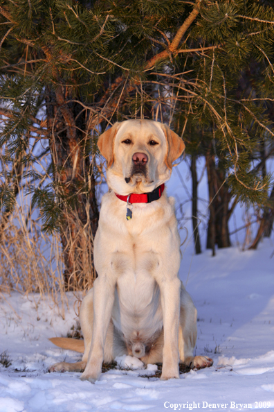 Yellow labrador retriever