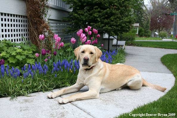 Yellow Labrador Retriever by flowers