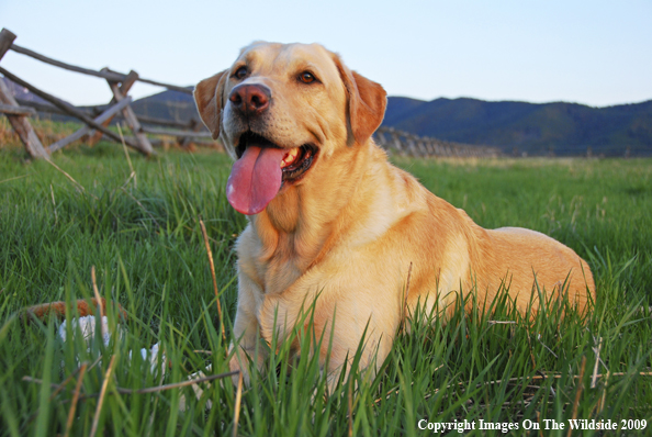 Yellow Labrador Retriever