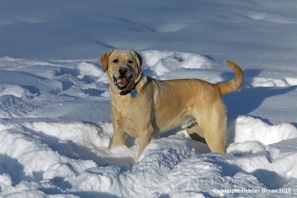  Yellow lab playing in snow.