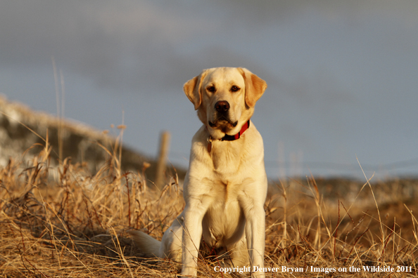 Yellow Labrador Retriever.