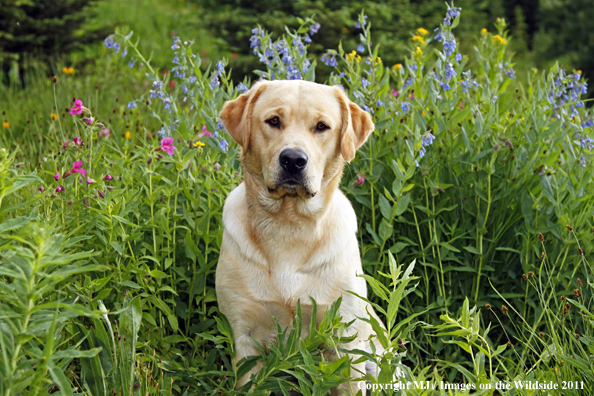 Yellow Labrador Retriever.