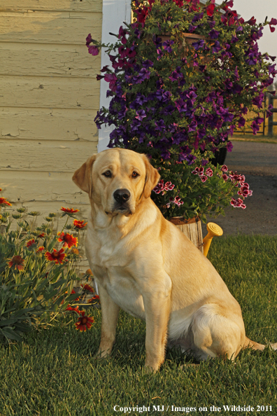 Yellow Labrador Retriever.