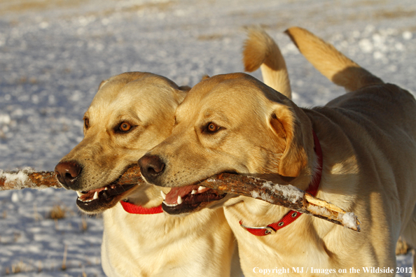 Yellow Labs playing with stick. 