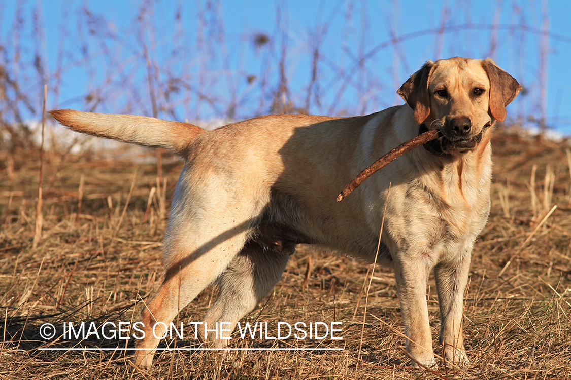 Yellow Labrador Retriever 