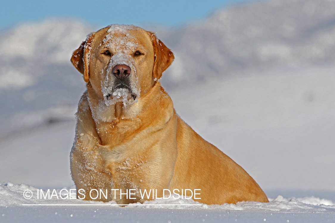 Yellow lab in snow.