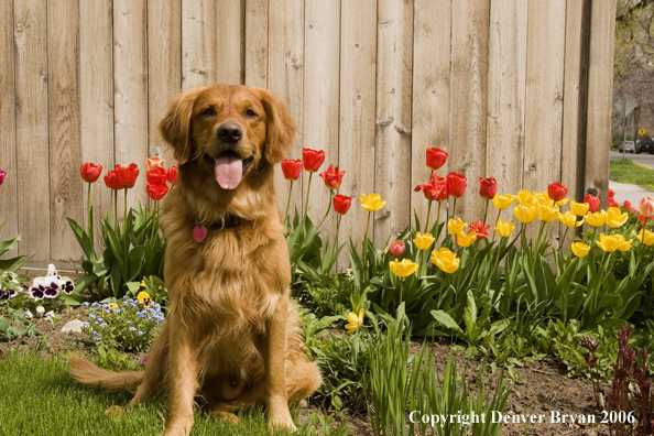 Golden Retriever on lawn with flowers.
